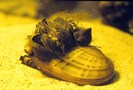 zebra mussels zebra mussels